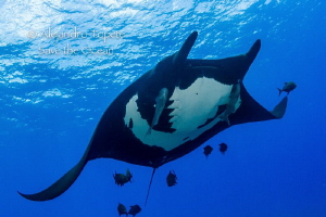 Mantaray with Jacks, San Benedicto México by Alejandro Topete 